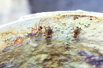 Bees looking for water . Insects in the hot arid summer