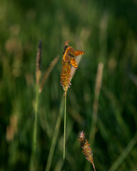 Pomarańczowy motyl na zielonej trawie - obrazy, fototapety, plakaty