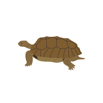 Land turtle. Reptile. Vector illustration.
