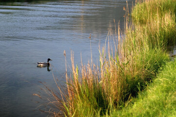 Mallard duck swimming in a river on a sunny day. Selective focus.