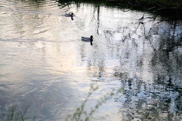 Mallard duck swimming in a river on a sunny day. Selective focus.