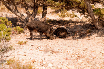 Fototapeta premium wild boar in the wild