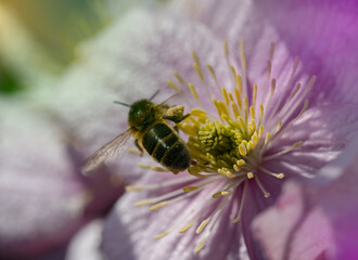 Bee collecting pollen from the garden flowers