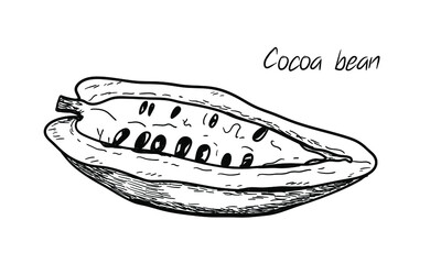 Vector cocoa beans