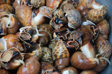 Babylonia areolata on bowl for make seafood.