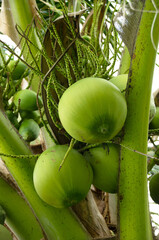 Fresh coconut on the tree, coconut cluster on coconut tree, Thailand.