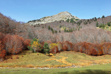 Gorgeous forest in Gamueta forest, Aragonese pyrenees, Huesca province, Spain