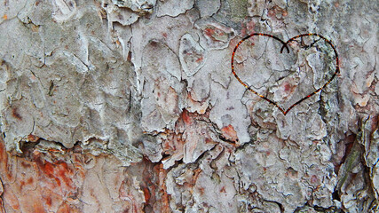 heart on the bark