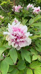 pink peony flower