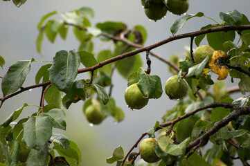 Pear tree in rainy day, wet pear, wet leaf, selective focus.