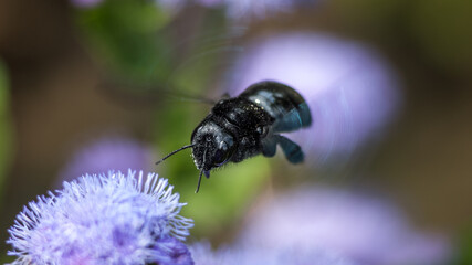 bee on a flower