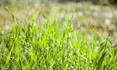 Side view on long and bright green grass texture. Green field with beautiful sun flare. Abstract daffodils and narcissus in beautiful natural landscape in summer, easter and spring.
