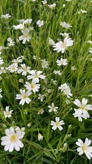 white daisies in the grass