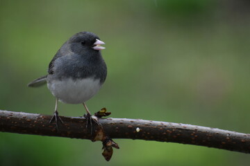 A slate junco on a branch