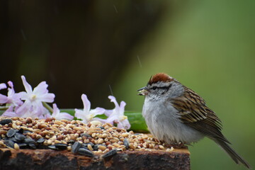 A familiar sparrow at the feeder