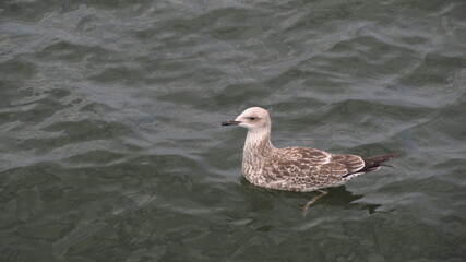 Białobrązowa mewa płynie wśród fal w morzu © vofchok