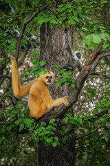 Gibbons and baby (Nomascus leucogenys) on the tree