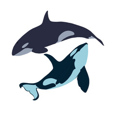 Two killer whales. Vector illustration.
