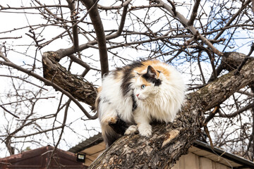Beautiful adult long hair black white and red cat with big blue eyes scrambles on a tree