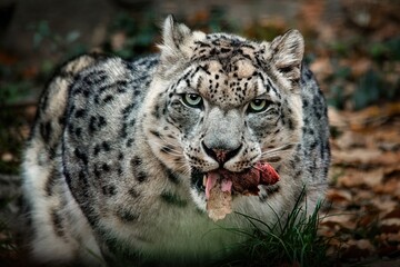 Snow leopard (Panthera uncia)  eating raw meat and looking at the camera