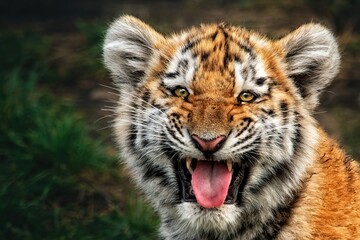 Portrait of a beautiful little tiger cub (Panthera tigris altaica) grinning at the camera