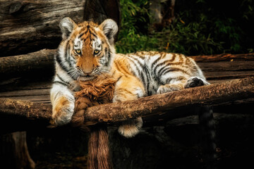 Cute little tiger (Panthera tigris altaica) lying on the wooden floor and playing with a rope,  looking at the camera