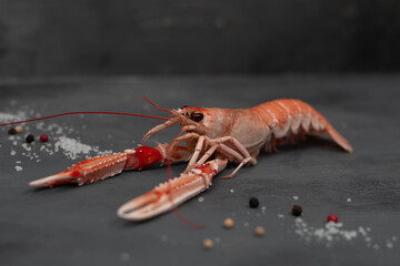 Luxury boiled langoustines. Close up langoustine isolated on gray concrete table.