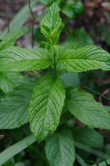 Feuilles de menthe dans un jardin en gros plan