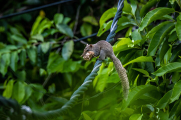 Squirrel walking on electric cables with green leaves background.