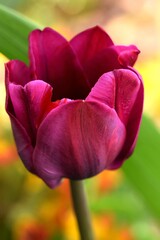 Purple red blooming tulip in sunny spring garden