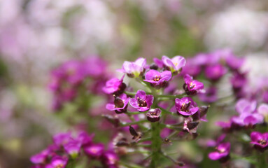 Fototapeta premium Delicate, violet, wild flowers. 
