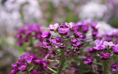 Obraz premium Delicate, violet, wild flowers. 