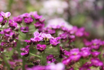 Obraz premium Delicate, violet, wild flowers. 