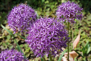 公園に咲くアリウム クリストフィ