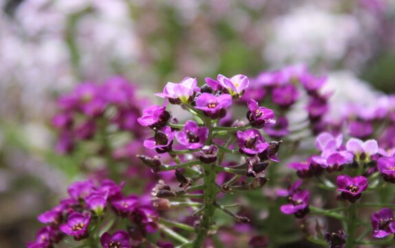 Delicate, violet, wild flowers. 