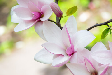 Fototapeta na wymiar Magnolia flower with elegant pink petals blooming in spring fabulous green garden on mysterious fairy tale springtime floral sunny bright background with sun light, beautiful nature park landscape