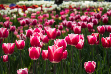 field of tulips