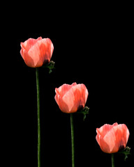 Three Pink Tulips