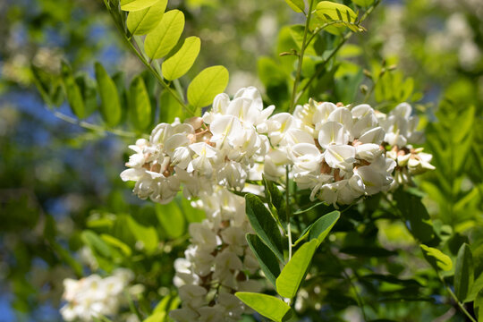 fleurs d' acacias au printemps