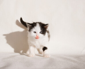 funny black and white kitten looks into the frame, licks its lips. Feline positive. Merry childhood of beloved pets