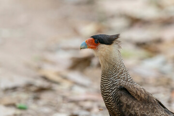 The crested caracara (Caracara plancus)