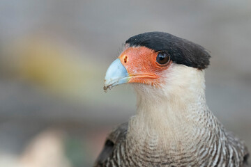 The crested caracara (Caracara plancus)
