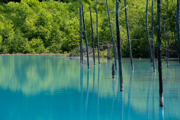 初夏の青い池　美瑛町
