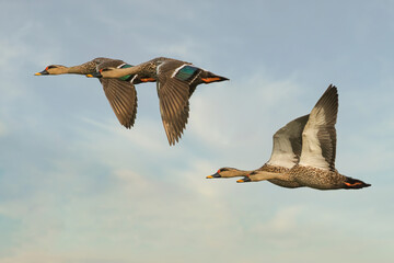 Lesser whistling duck 