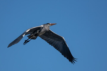 Blue heron (Ardea cinerea) flying on blue sky. Great gray heron in flight