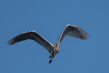Blue heron (Ardea cinerea) flying on blue sky. Great gray heron in flight