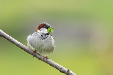 House sparrow sits on a spring branch with nice blurry background