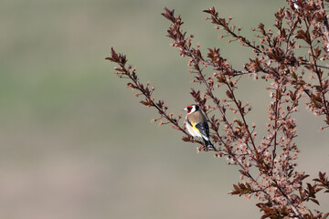Goldfinch (Carduelis carduelis) on a  tree branch with nice blurry background