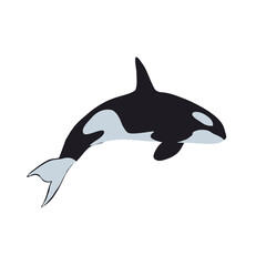Killer whale. Simple vector illustration.
