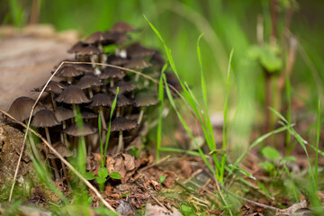 Pack of mushroom